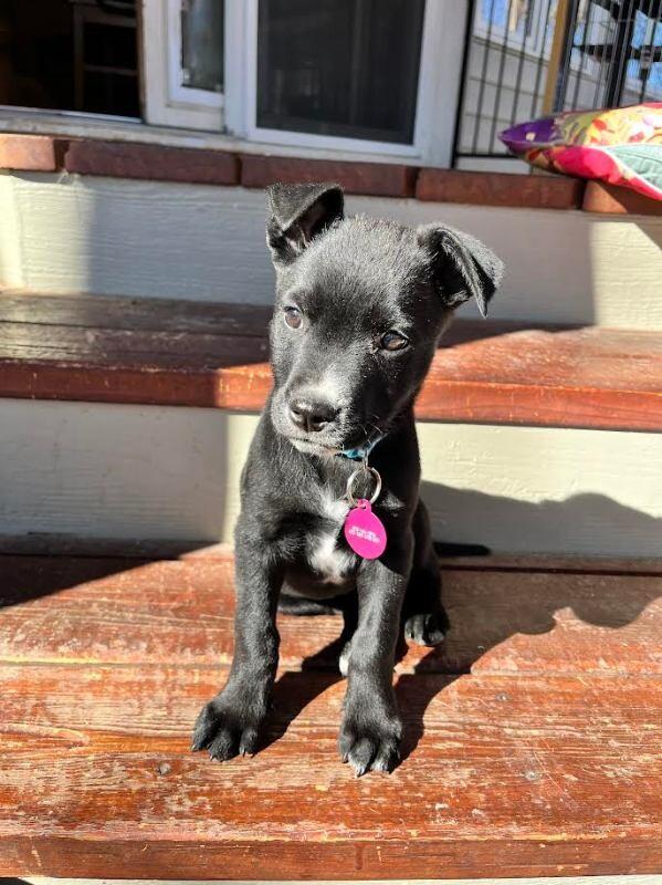 Enlarge Leah, a Adoptable mixed breed in Fort Collins, CO image 6/6