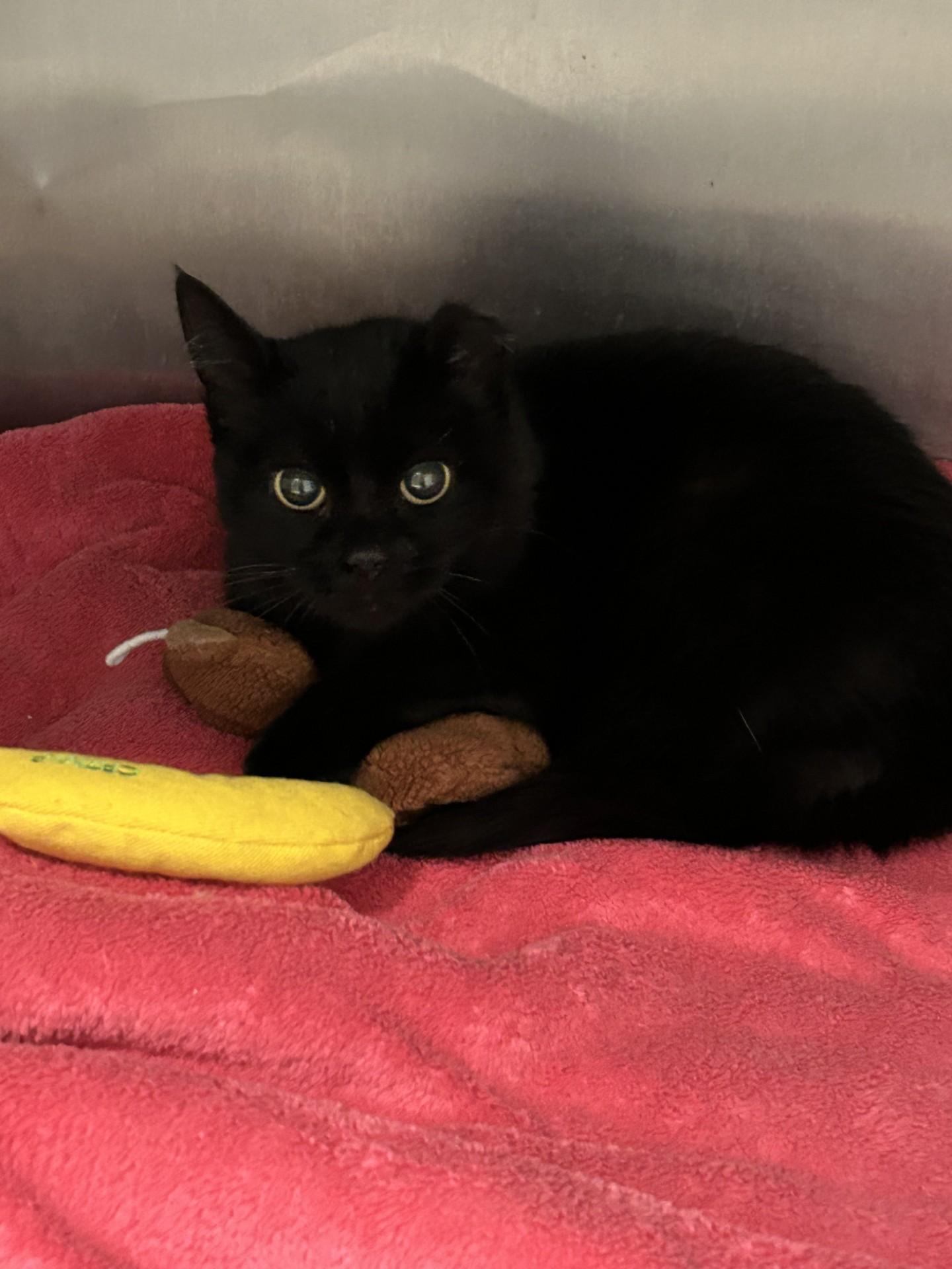 Enlarge Bella, a ADOPTABLE Domestic Short Hair in Hamilton, MT image 3/3