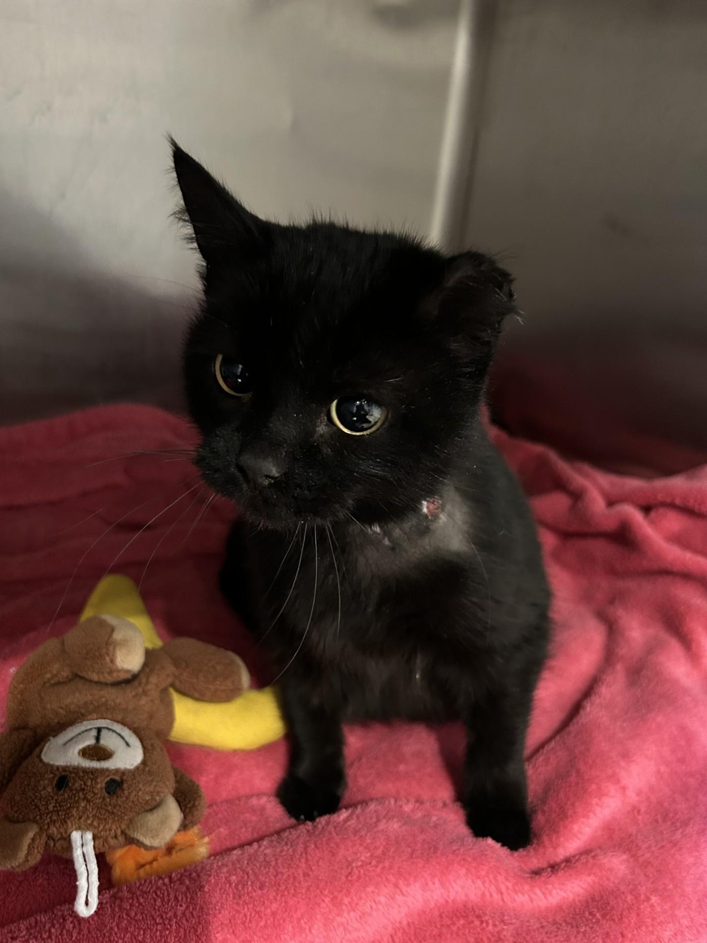 Enlarge Bella, a ADOPTABLE Domestic Short Hair in Hamilton, MT image 1/3