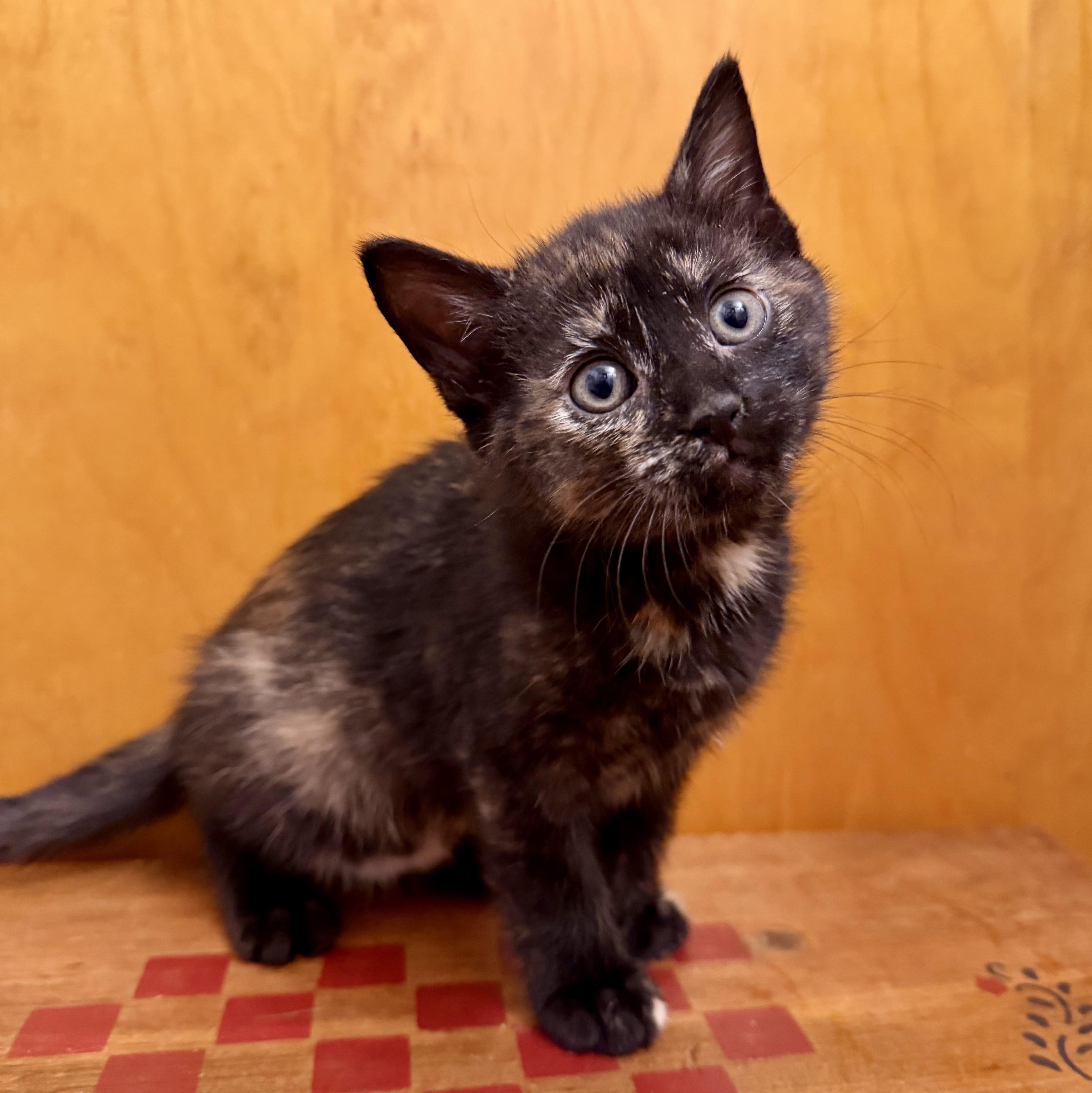 Eloise & Hyacinth (Bonded), an adopted mixed breed in East Amherst, NY image 4/6