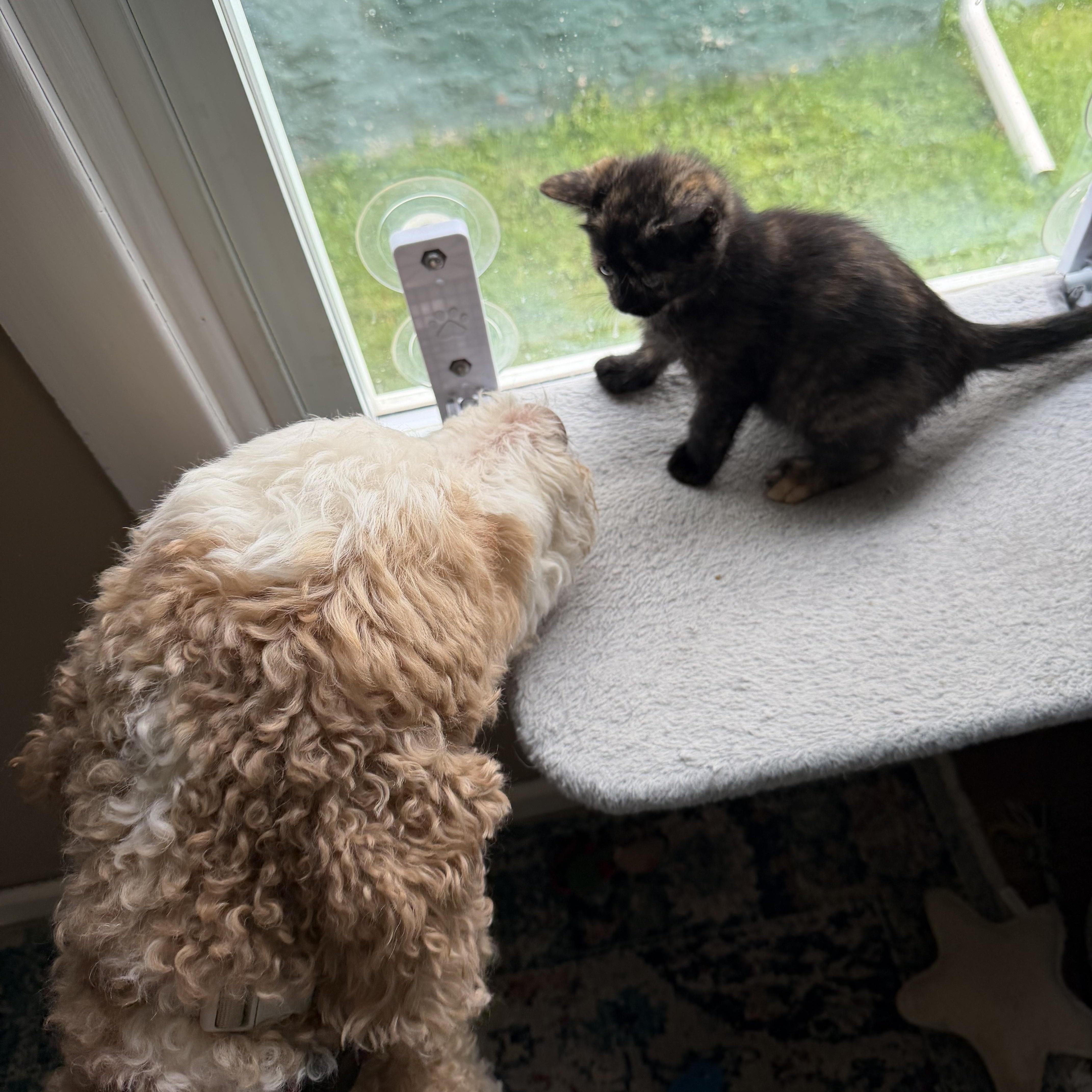 Eloise & Hyacinth (Bonded), an adopted mixed breed in East Amherst, NY image 6/6