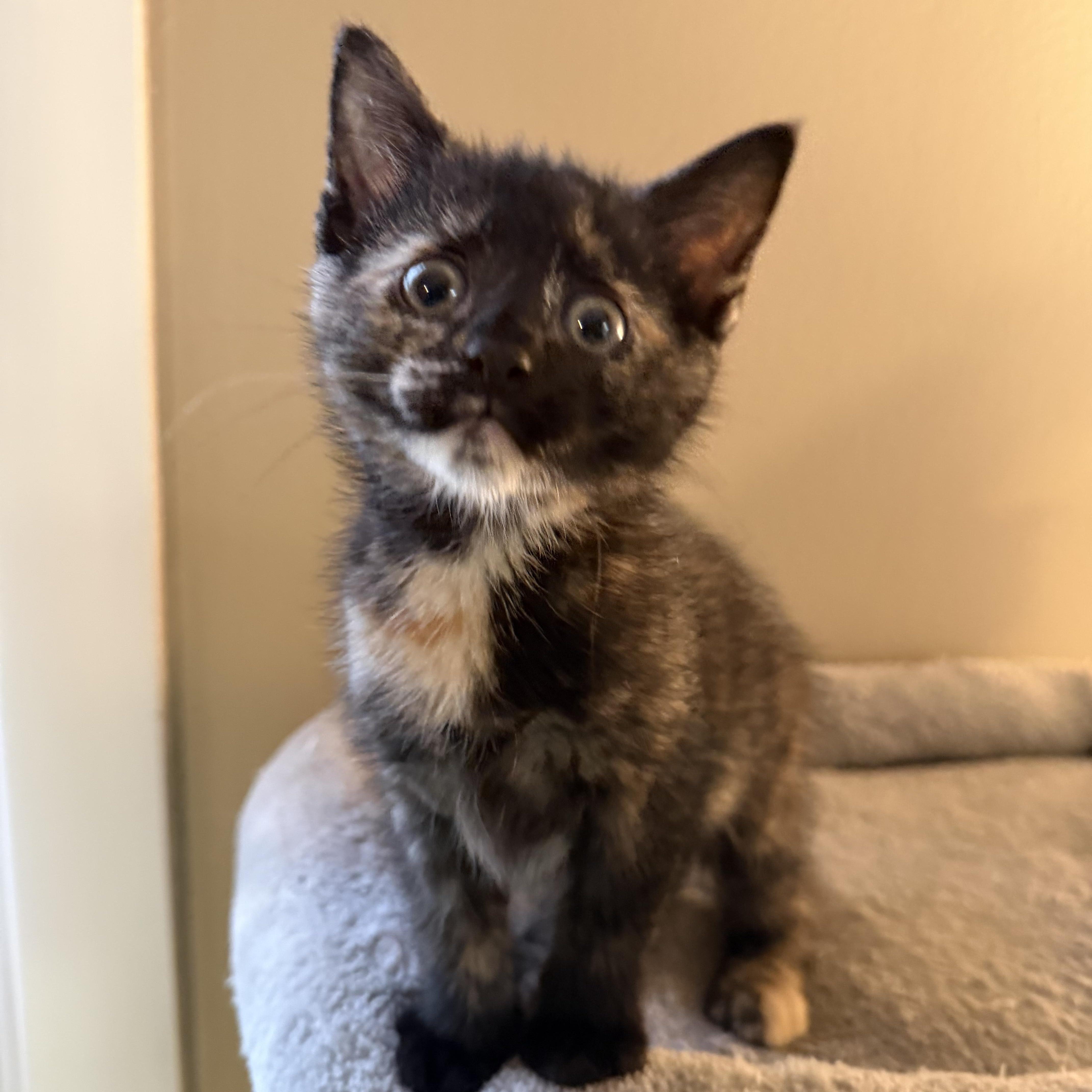 Eloise & Hyacinth (Bonded), an adopted mixed breed in East Amherst, NY image 3/6