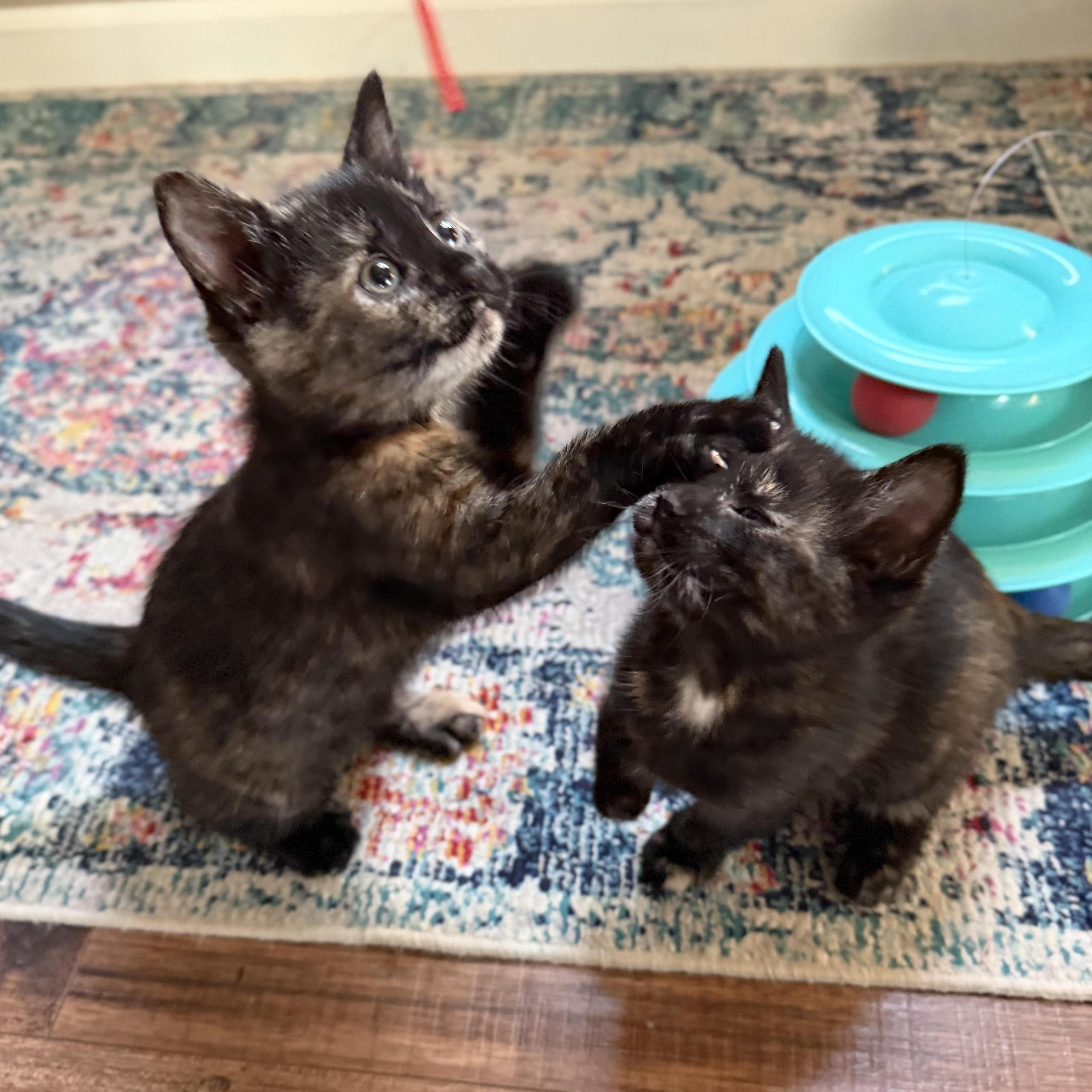 Eloise & Hyacinth (Bonded), adopted, Kitten Female Domestic Short Hair & Tortoiseshell.