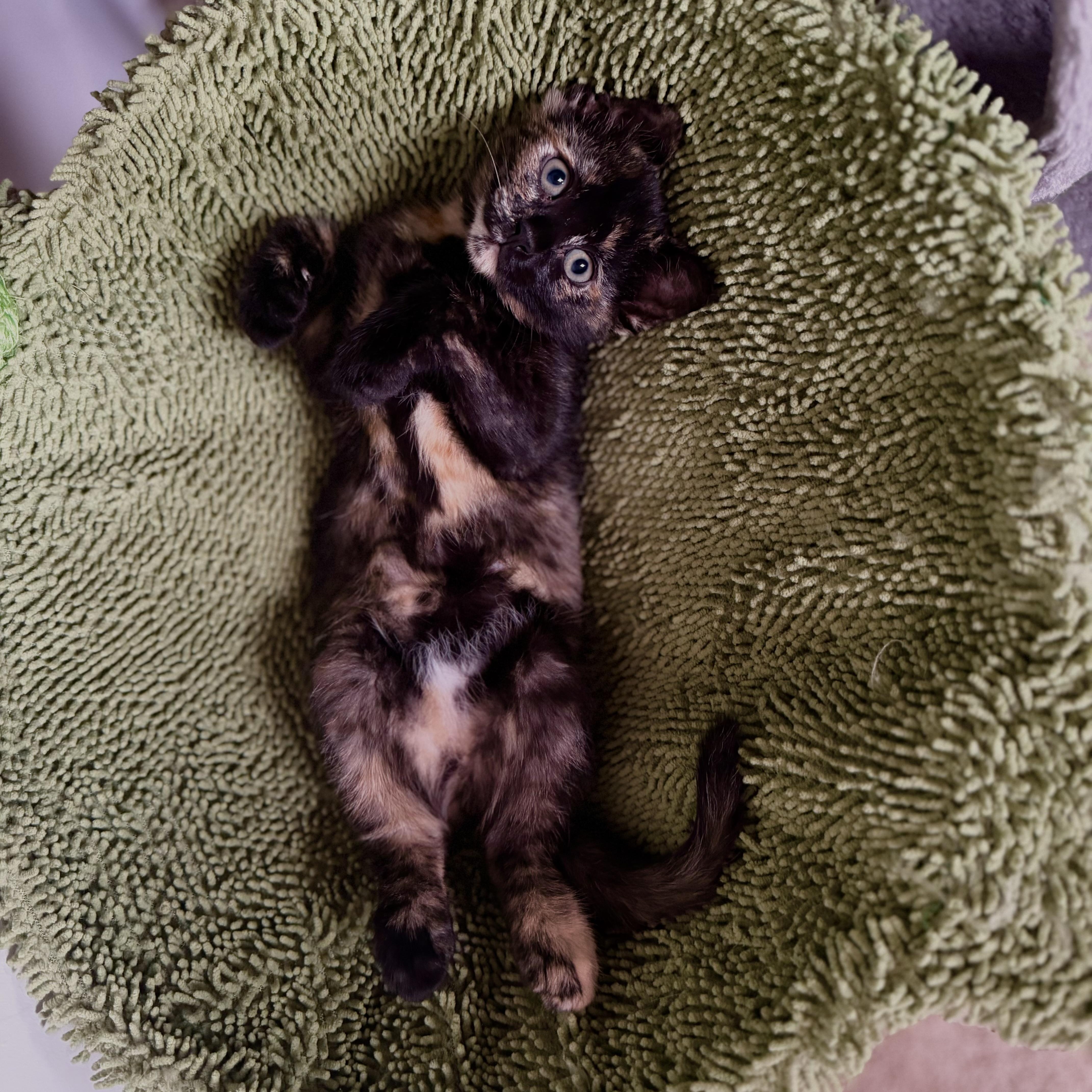 Eloise & Hyacinth (Bonded), an adopted mixed breed in East Amherst, NY image 5/6