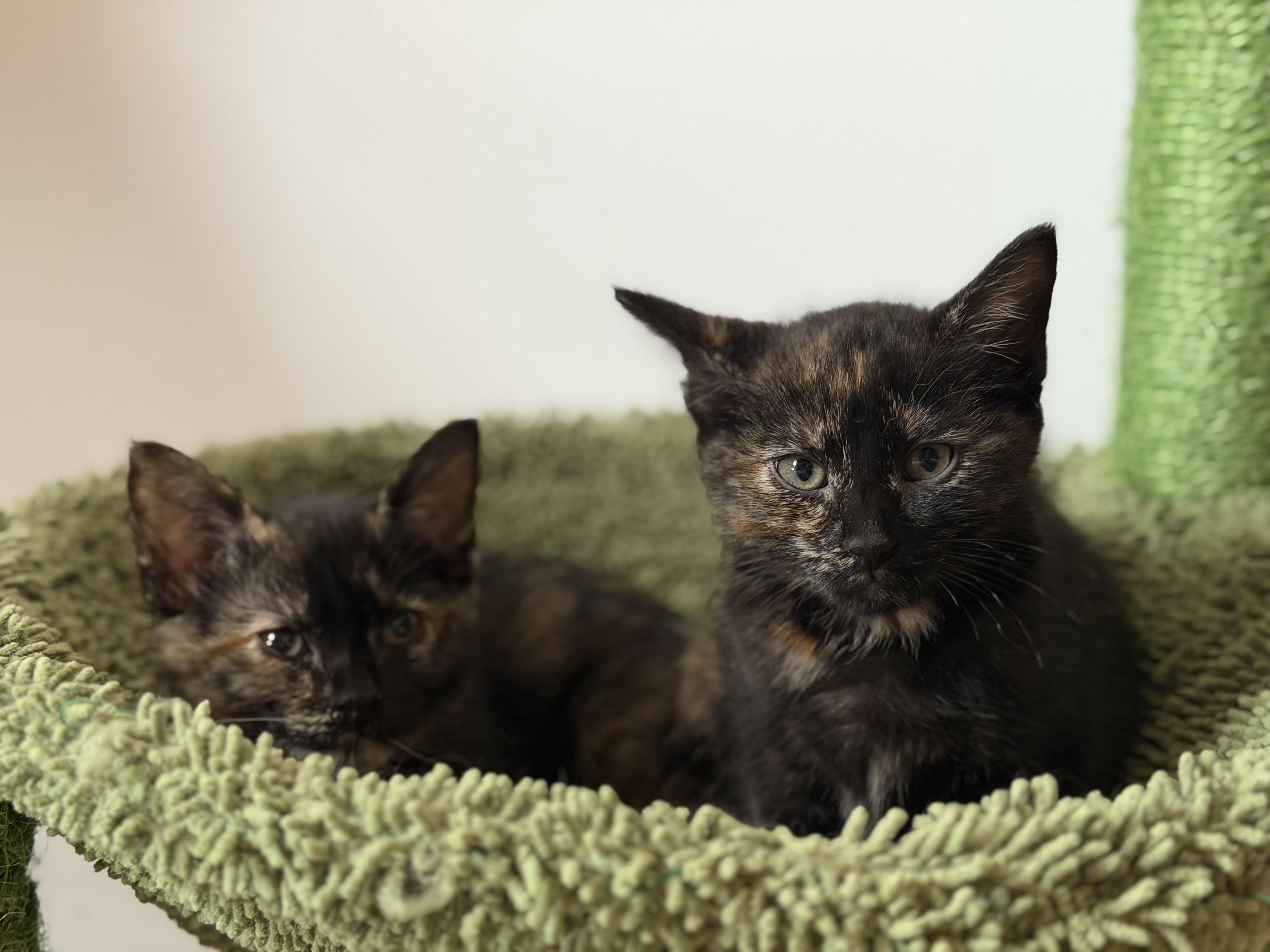 Eloise & Hyacinth (Bonded), an adopted mixed breed in East Amherst, NY image 2/6