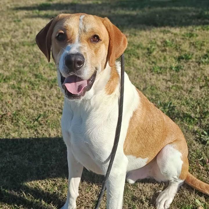 Flapjack, Adoptable, Adult Male Labrador Retriever.