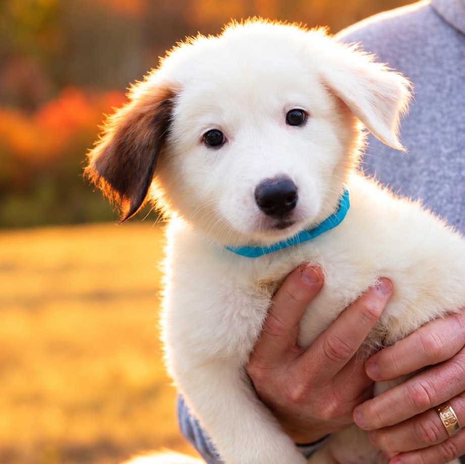 Enlarge Moss, a Adoptable mixed breed in Somers, CT image 1/1