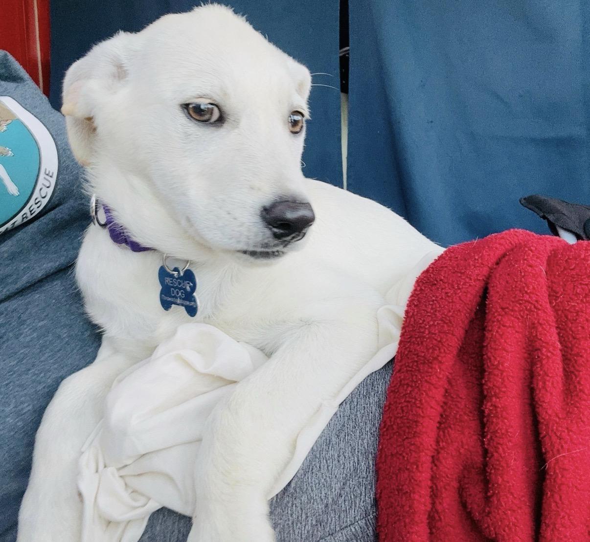 Toshi, a other mixed breed in Waterford, CT image 6/6