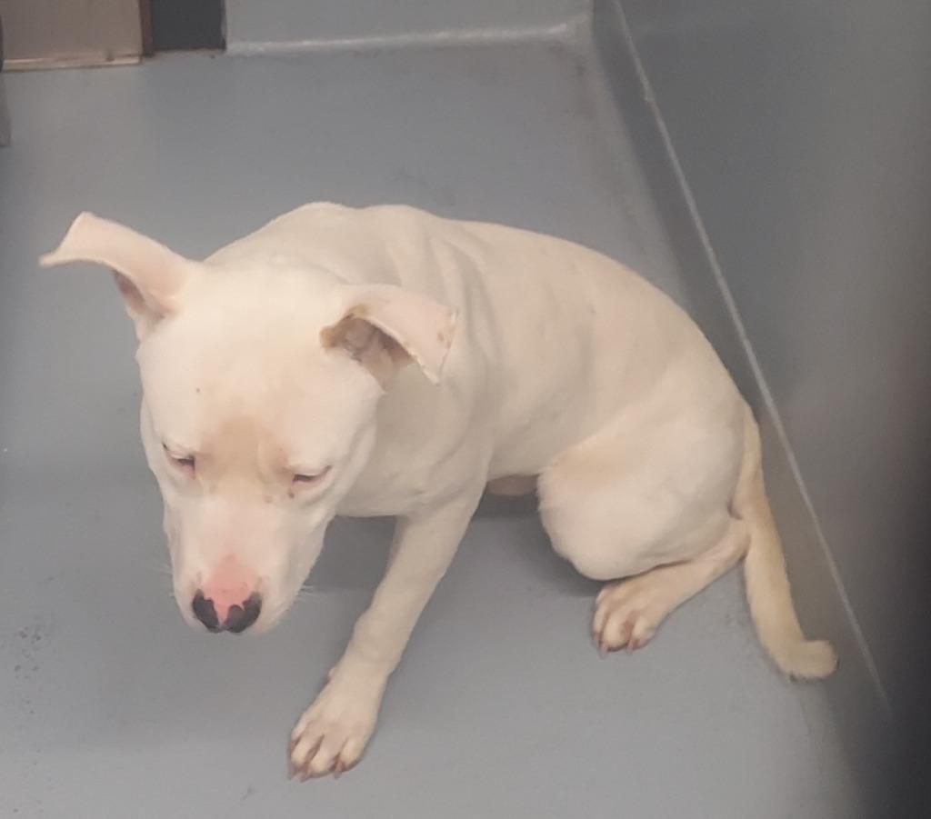 Enlarge Champ, a Adoptable mixed breed in Cartersville , GA image 1/1