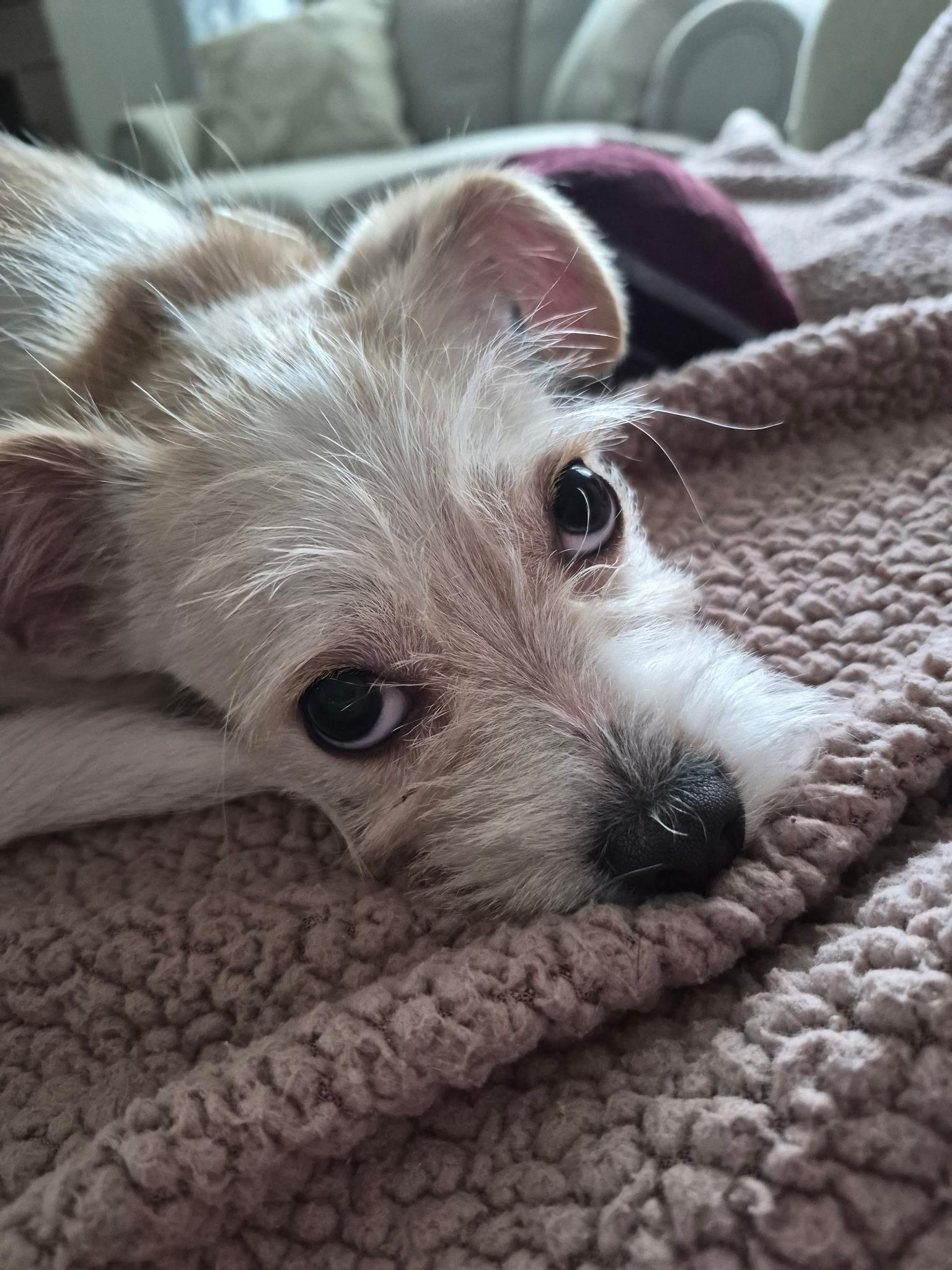 Enlarge Gizmo, a Adoptable mixed breed in Concord, NC image 2/4
