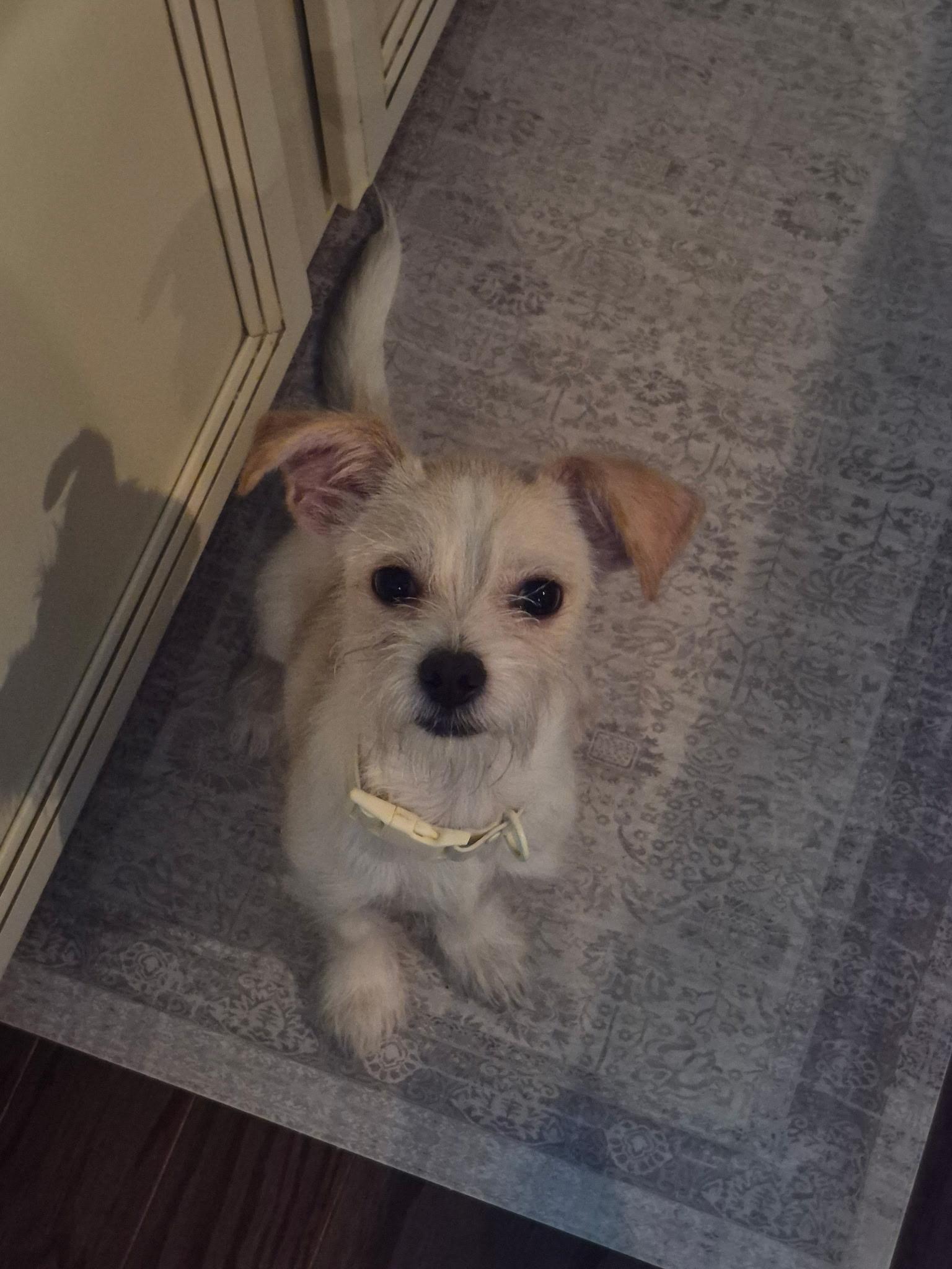 Enlarge Gizmo, a Adoptable mixed breed in Concord, NC image 3/4