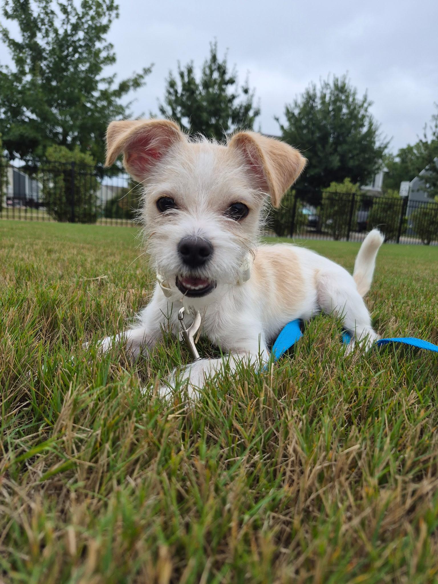 Gizmo, Adoptable, Young Male Chihuahua & Miniature Poodle.