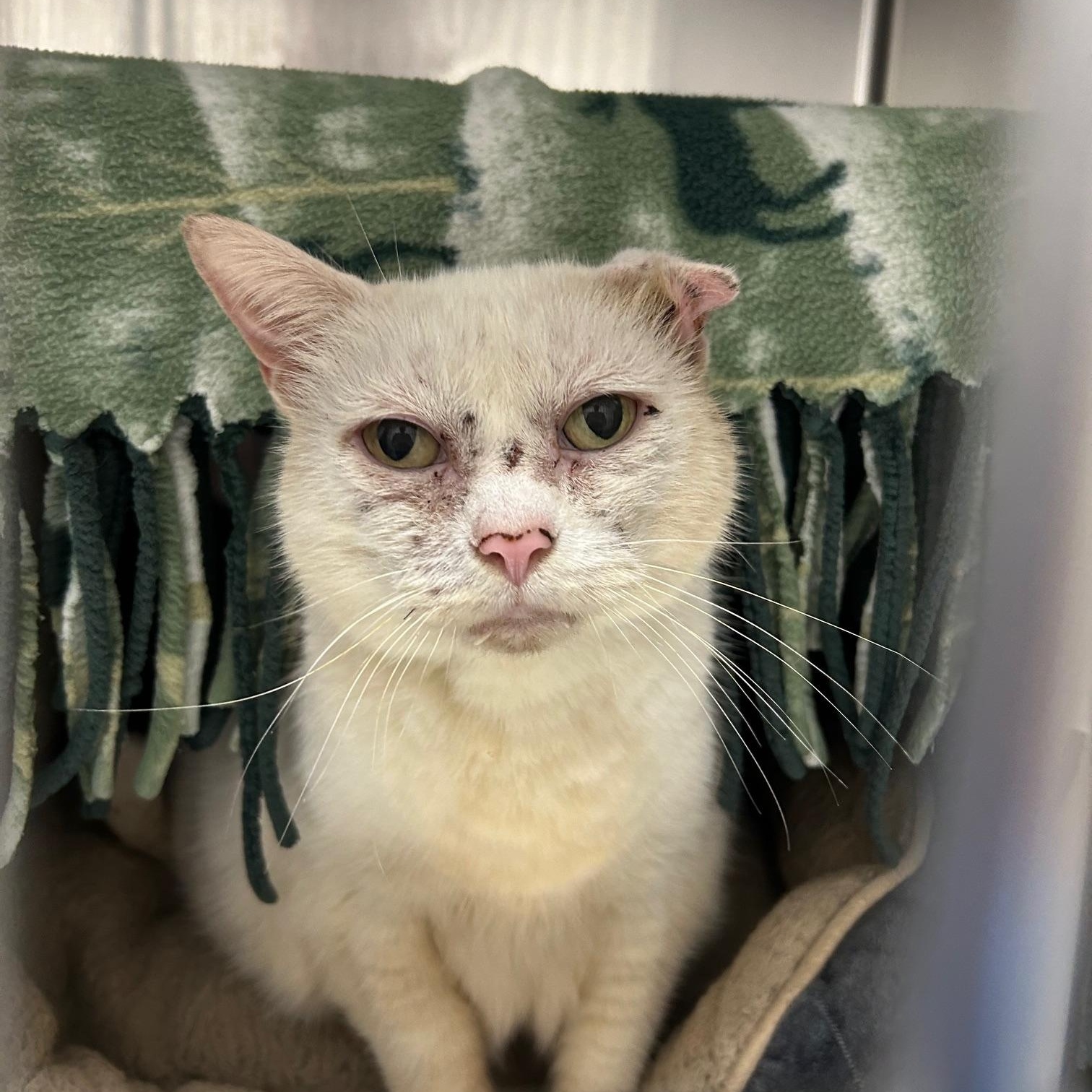 Enlarge Kaylee, an adoptable Domestic Short Hair in Homer, AK image 1/1