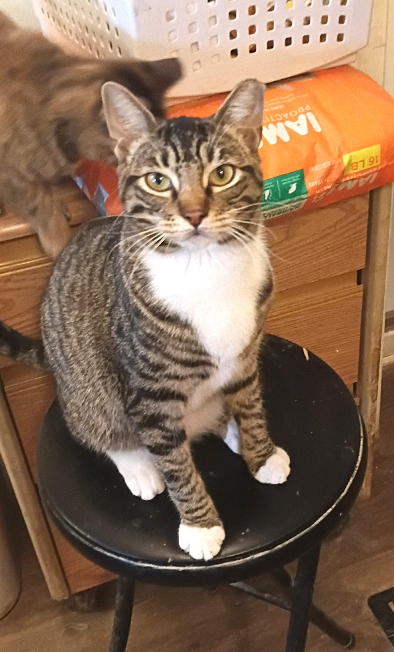 MISTY, an adopted mixed breed in Olympia, WA image 2/5