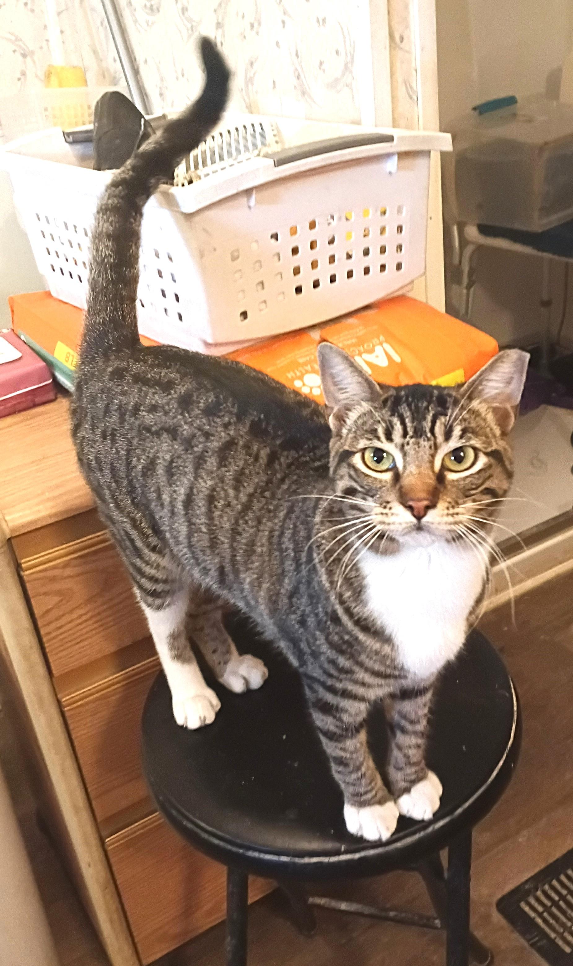 MISTY, adopted, Young Female Domestic Short Hair & Tabby.