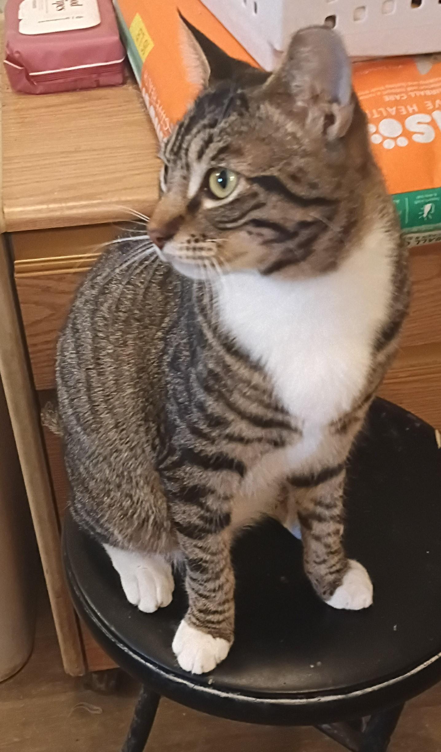 MISTY, an adopted mixed breed in Olympia, WA image 3/5