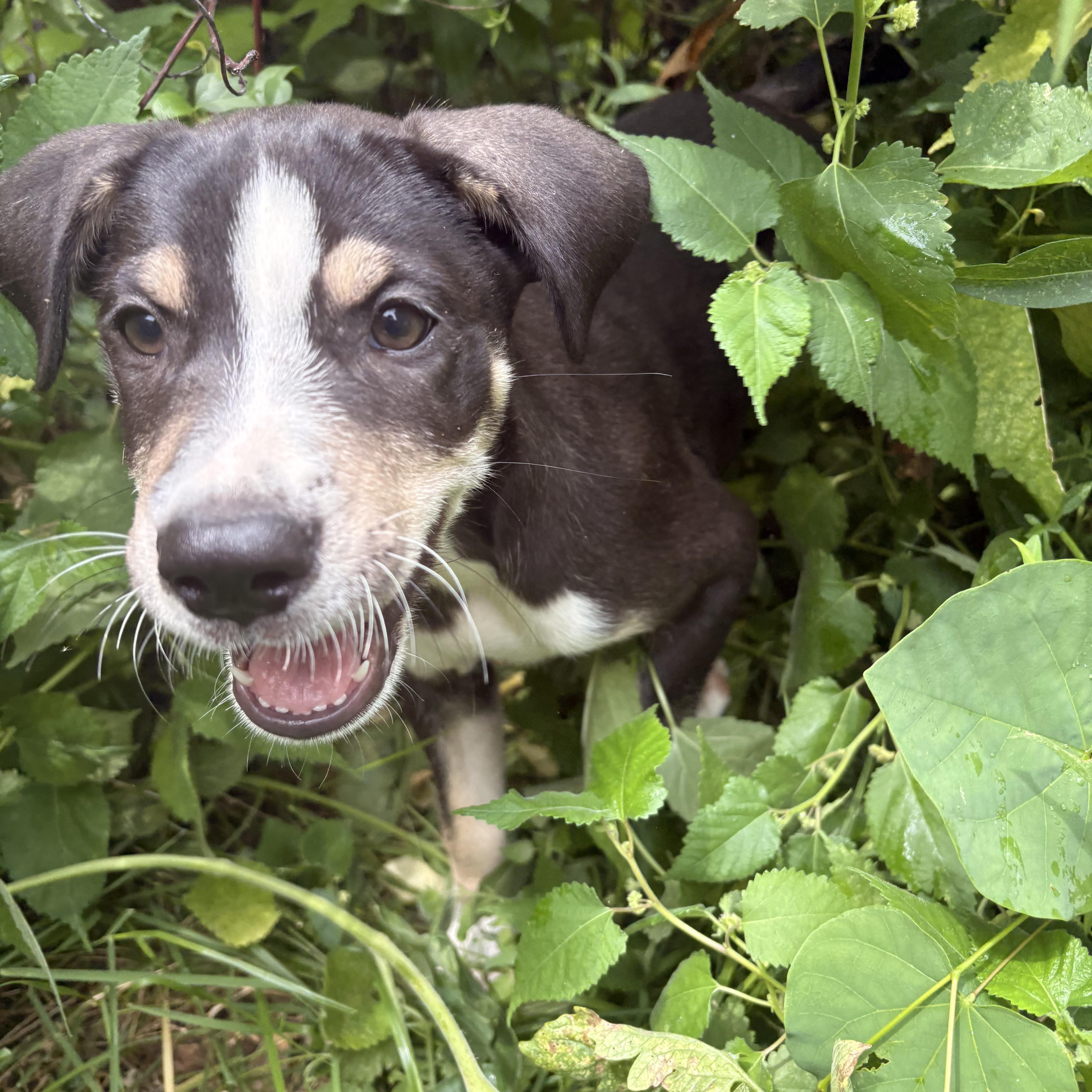 Enlarge Gigi, a Adopted mixed breed in West Greenwich , RI image 1/4