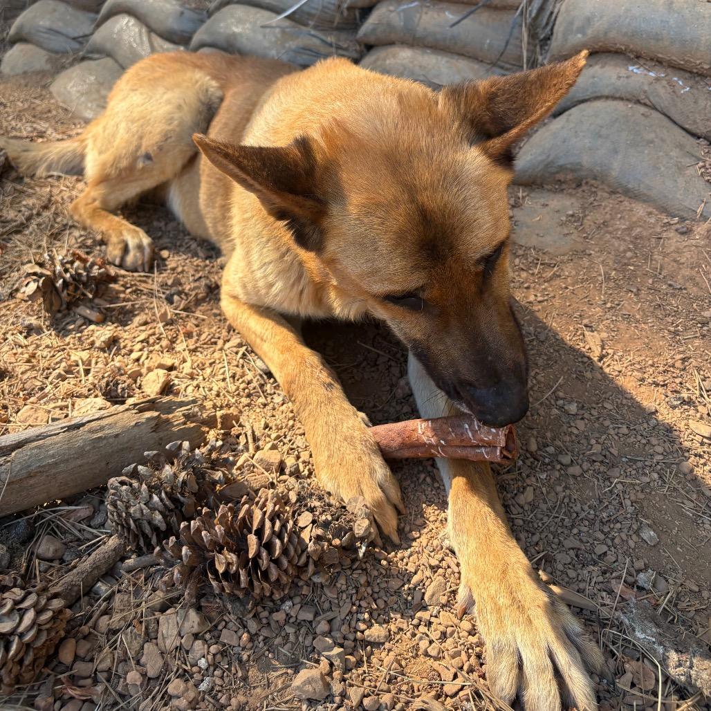 Duke, a Adoptable Belgian Shepherd / Malinois in Oakland, CA image 2/4