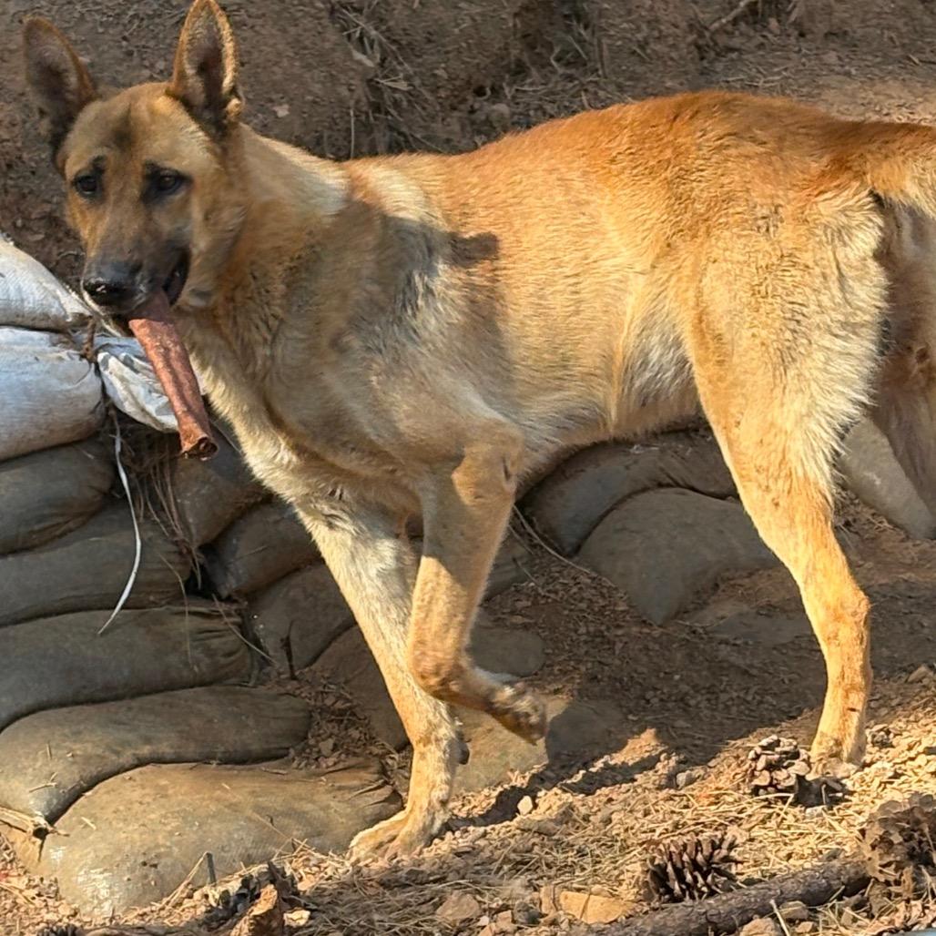 Duke, Adoptable, Adult Male Belgian Shepherd / Malinois.