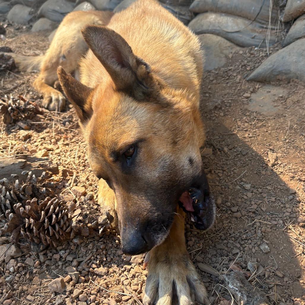 Duke, a Adoptable Belgian Shepherd / Malinois in Oakland, CA image 3/4