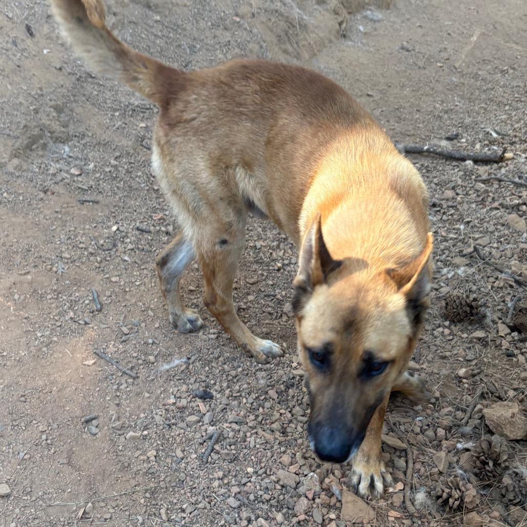 Duke, a Adoptable Belgian Shepherd / Malinois in Oakland, CA image 4/4
