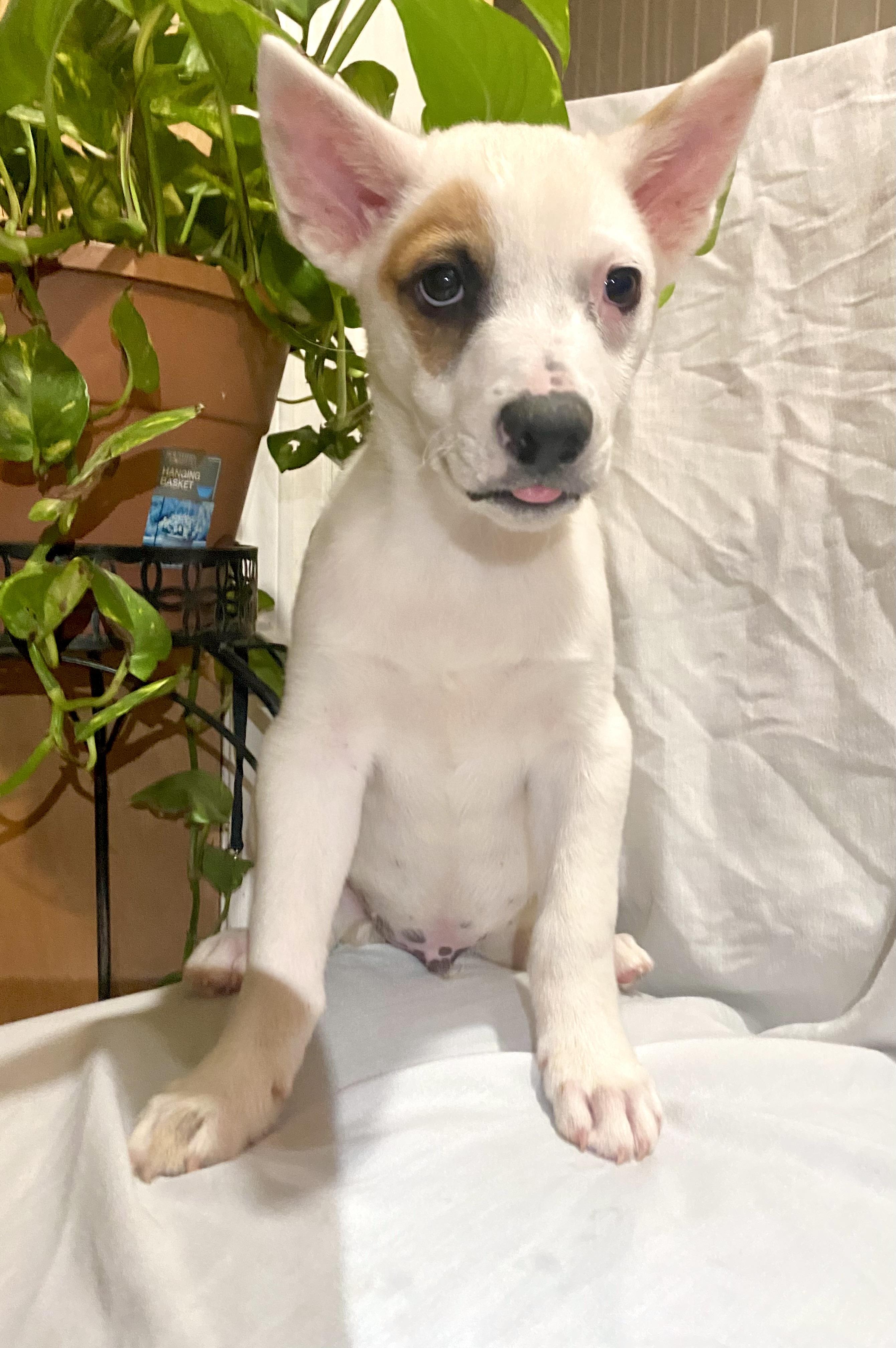 JACK, ADOPTABLE, Puppy Male Labrador Retriever.