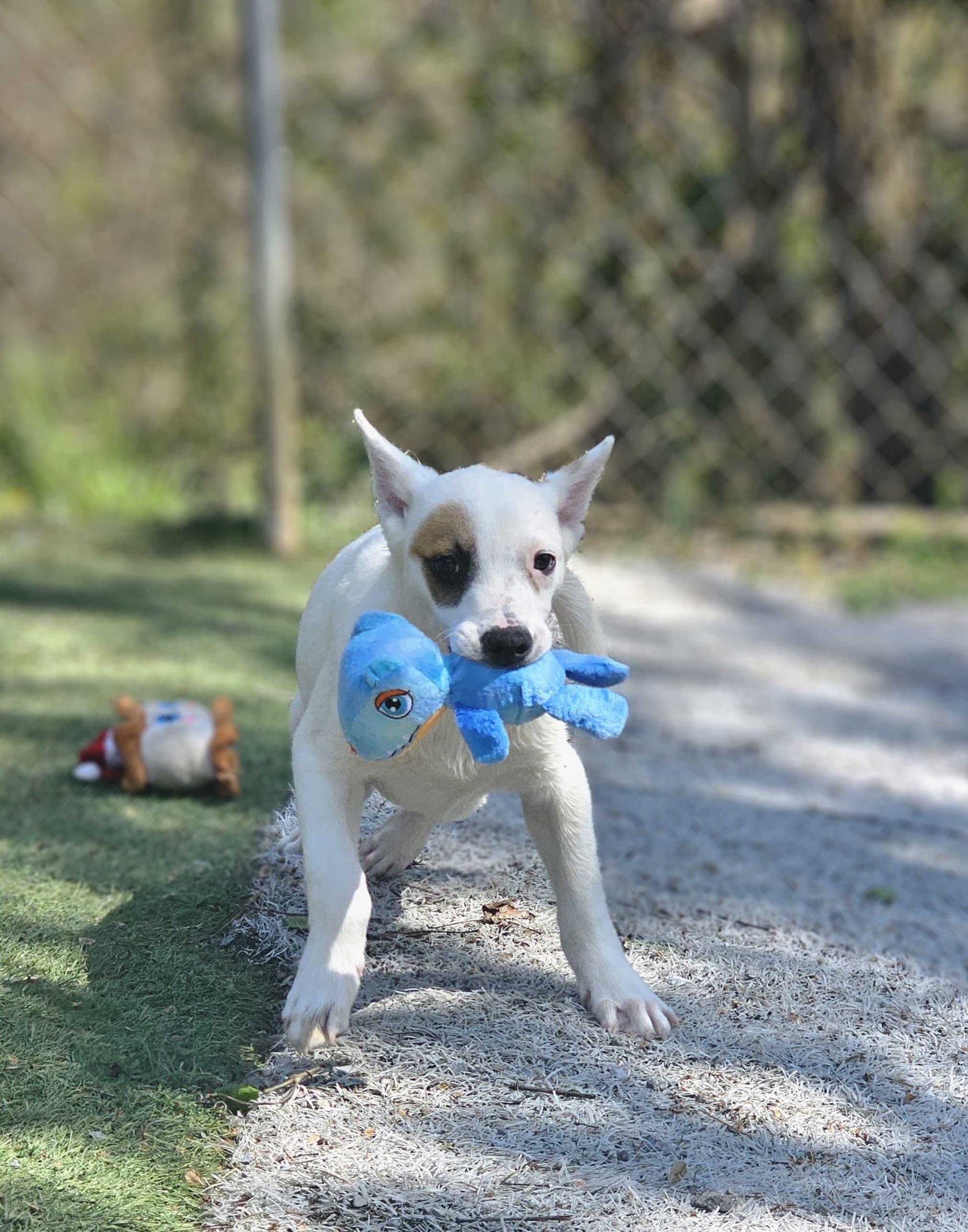 Enlarge JACK, a ADOPTABLE mixed breed in Annandale, VA image 3/4