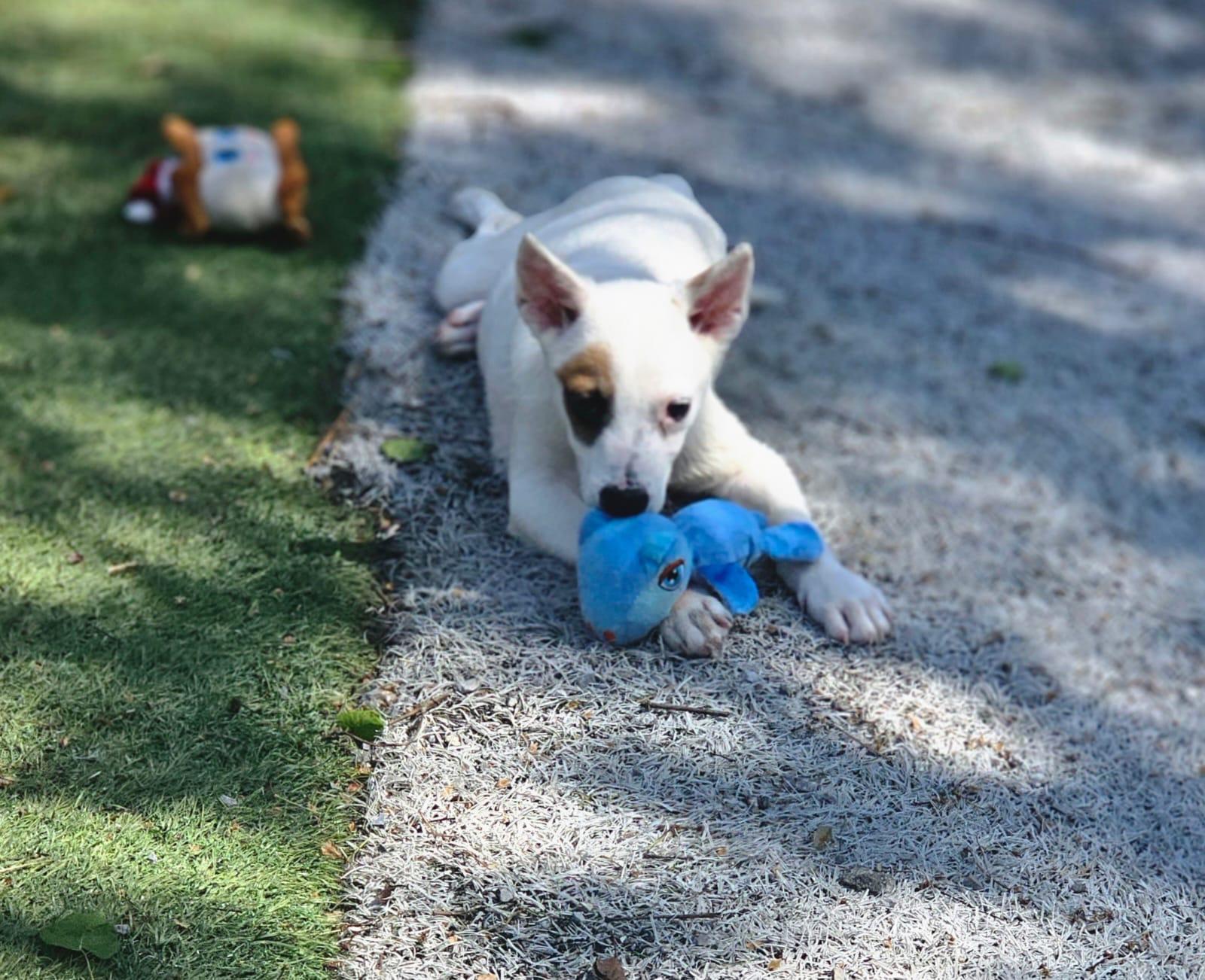 Enlarge JACK, a ADOPTABLE mixed breed in Annandale, VA image 4/4