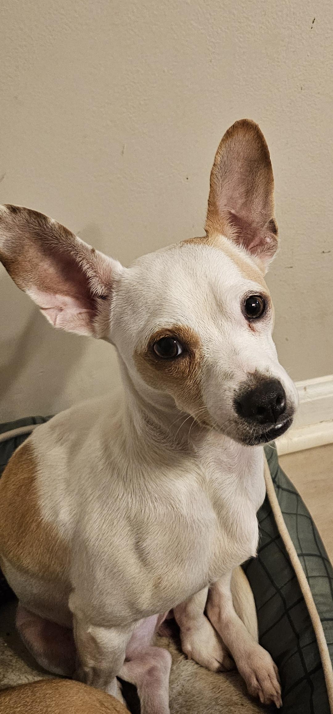 Jax, Adoptable, Young Male Chihuahua & Jack Russell Terrier.