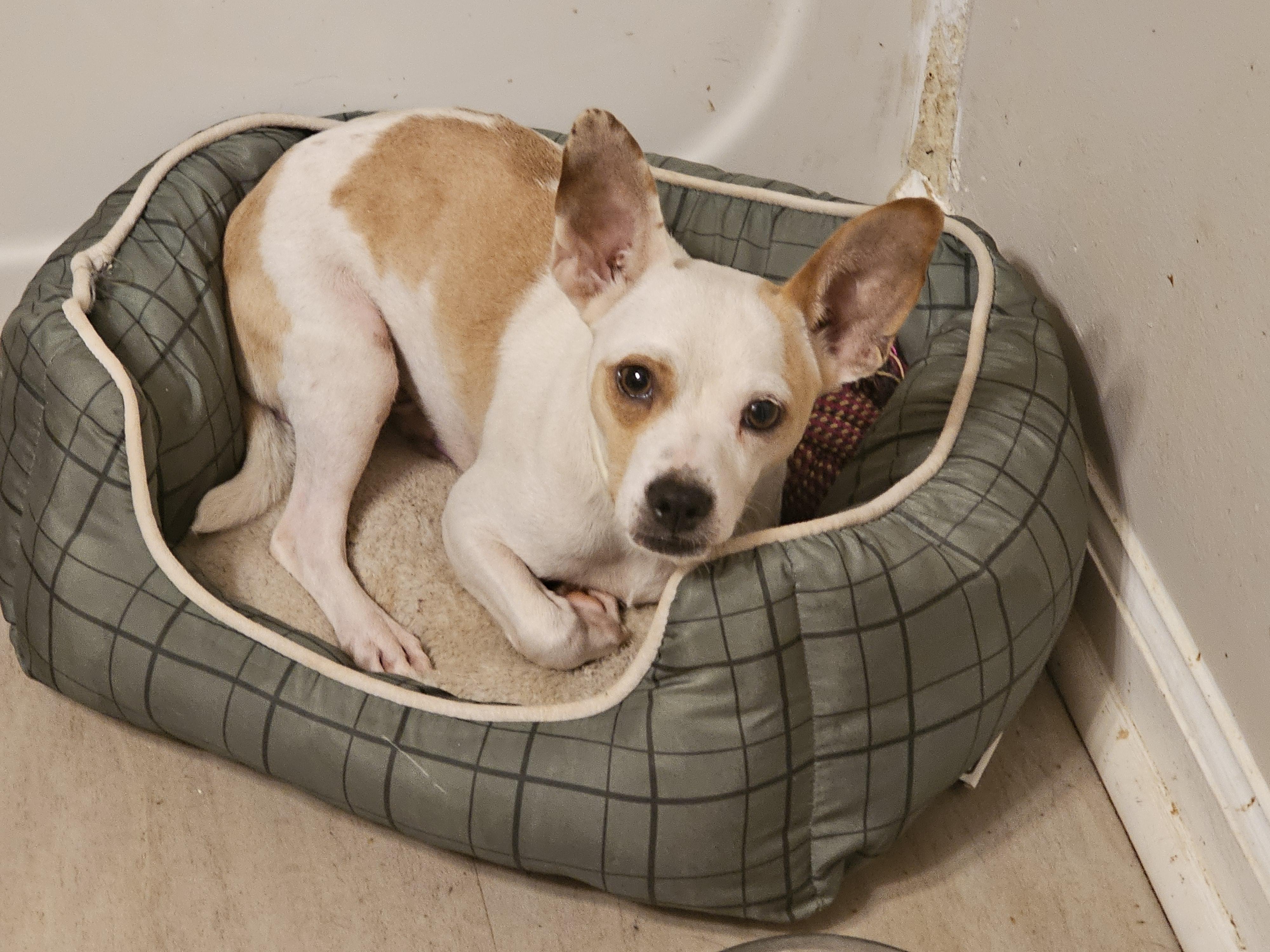 Jax, a Adoptable mixed breed image 2/2