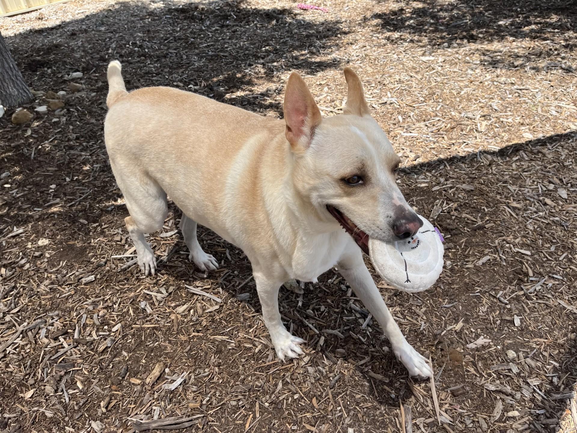 Rodrick, Adult Male Labrador Retriever