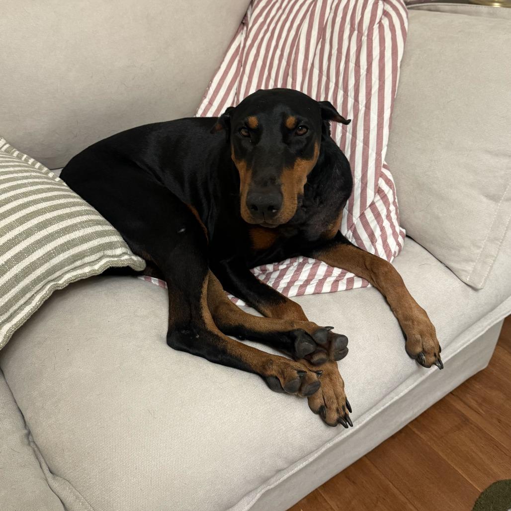 Meadow, Adoptable, Adult Female Doberman Pinscher & Mixed Breed.
