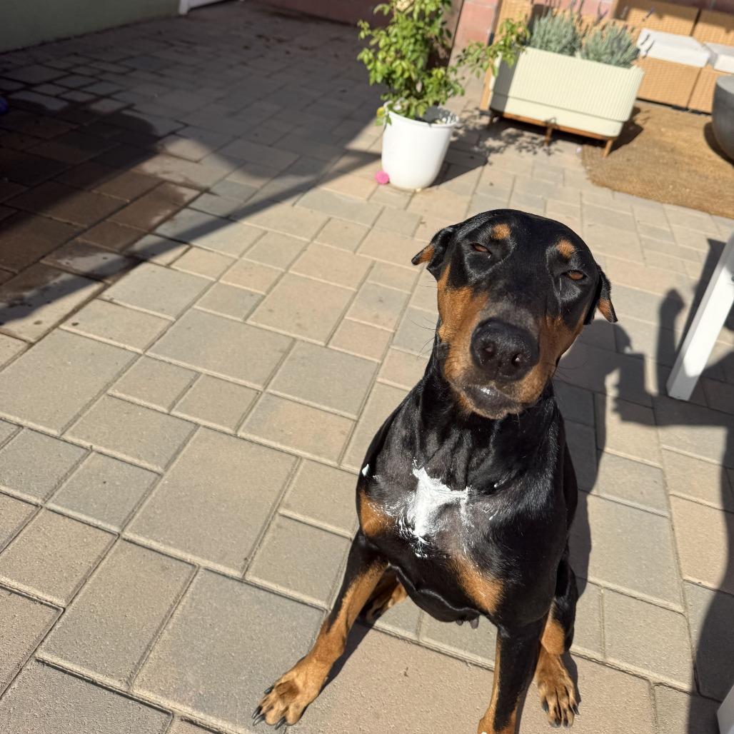Enlarge Meadow, a Adoptable mixed breed in Turlock, CA image 4/4