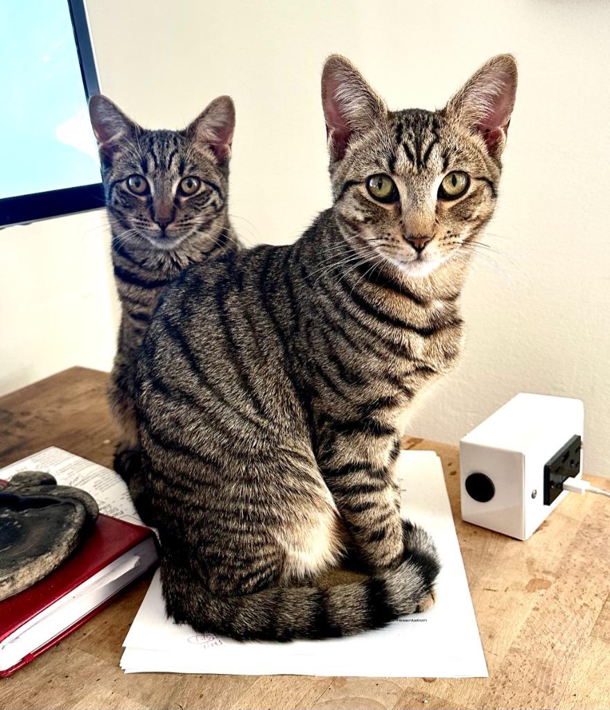 Scout and Jem (meet us in foster care), Adoptable, Young Female Domestic Short Hair.