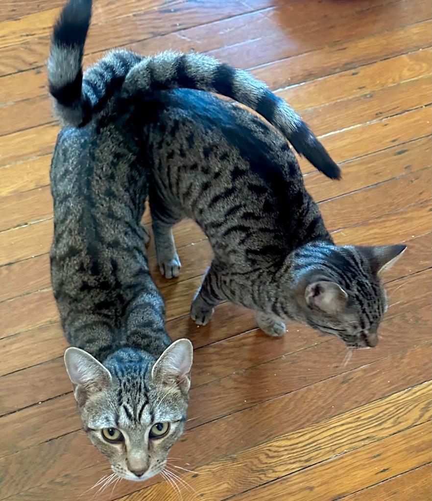 Enlarge Scout and Jem (meet us in foster care), a Adoptable mixed breed in Brooklyn, NY image 2/3