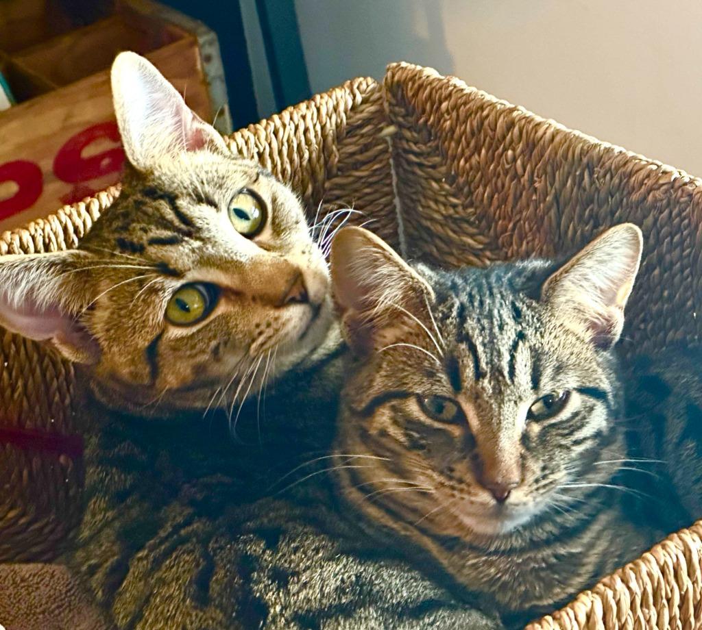 Enlarge Scout and Jem (meet us in foster care), a Adoptable mixed breed in Brooklyn, NY image 3/3