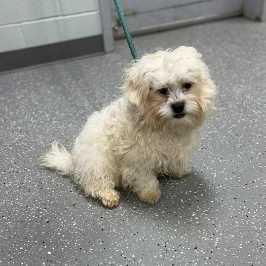 Thing Two, a ADOPTABLE mixed breed in Bardstown, KY image 2/5