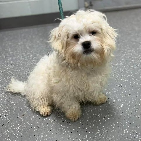 Thing Two, ADOPTABLE, Puppy Male Miniature Poodle.