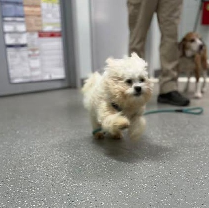 Thing Two, a ADOPTABLE mixed breed in Bardstown, KY image 3/5