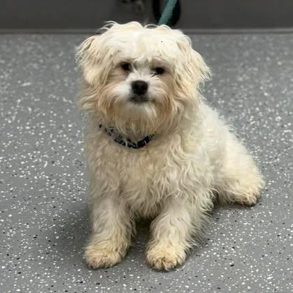 Thing Two, a ADOPTABLE mixed breed in Bardstown, KY image 5/5