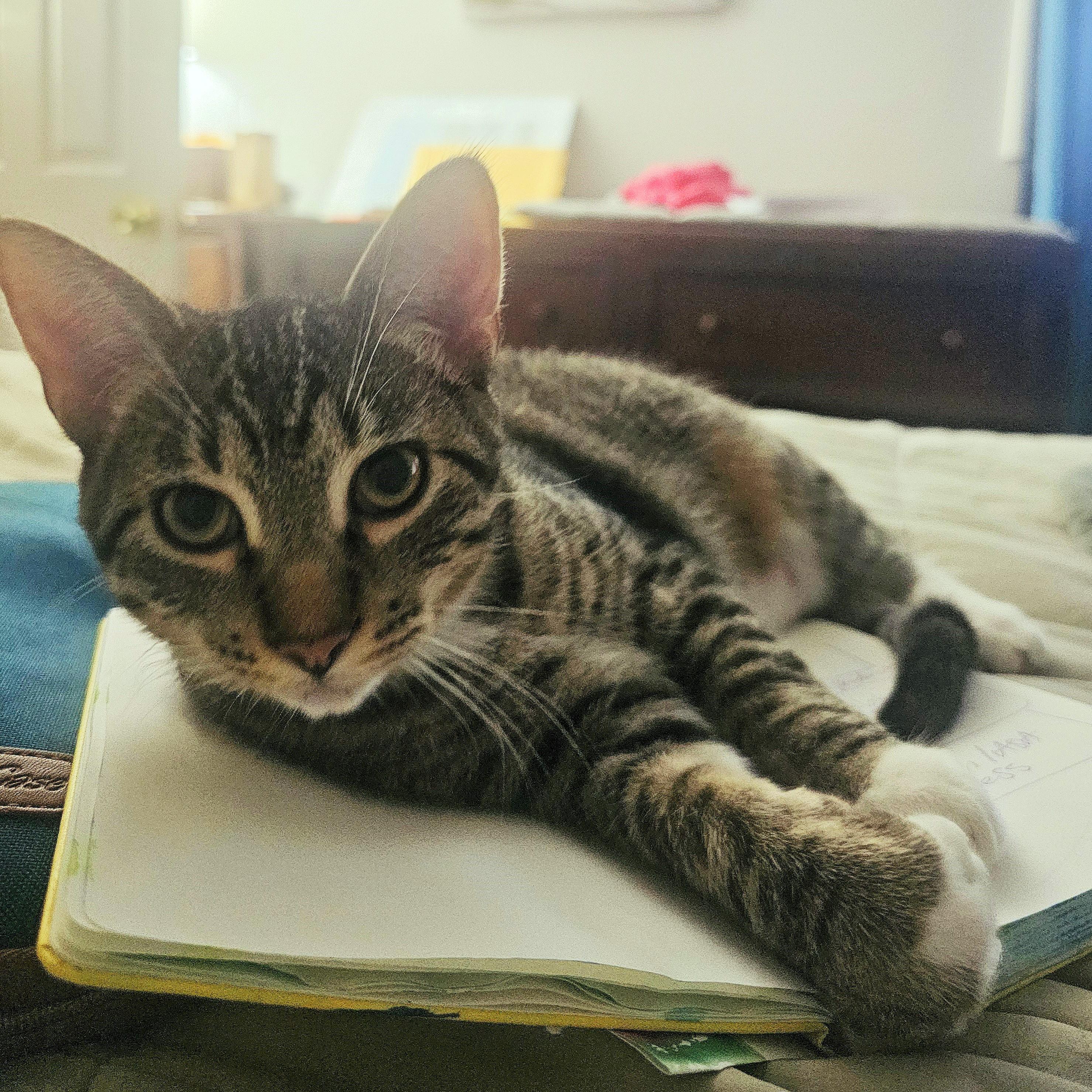 Enlarge Cedar, a Adoptable mixed breed in Lombard, IL image 6/6