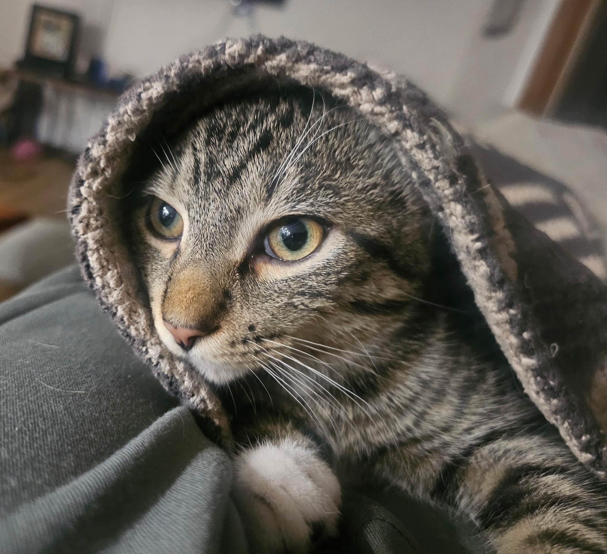 Enlarge Cedar, a Adoptable mixed breed in Lombard, IL image 5/6