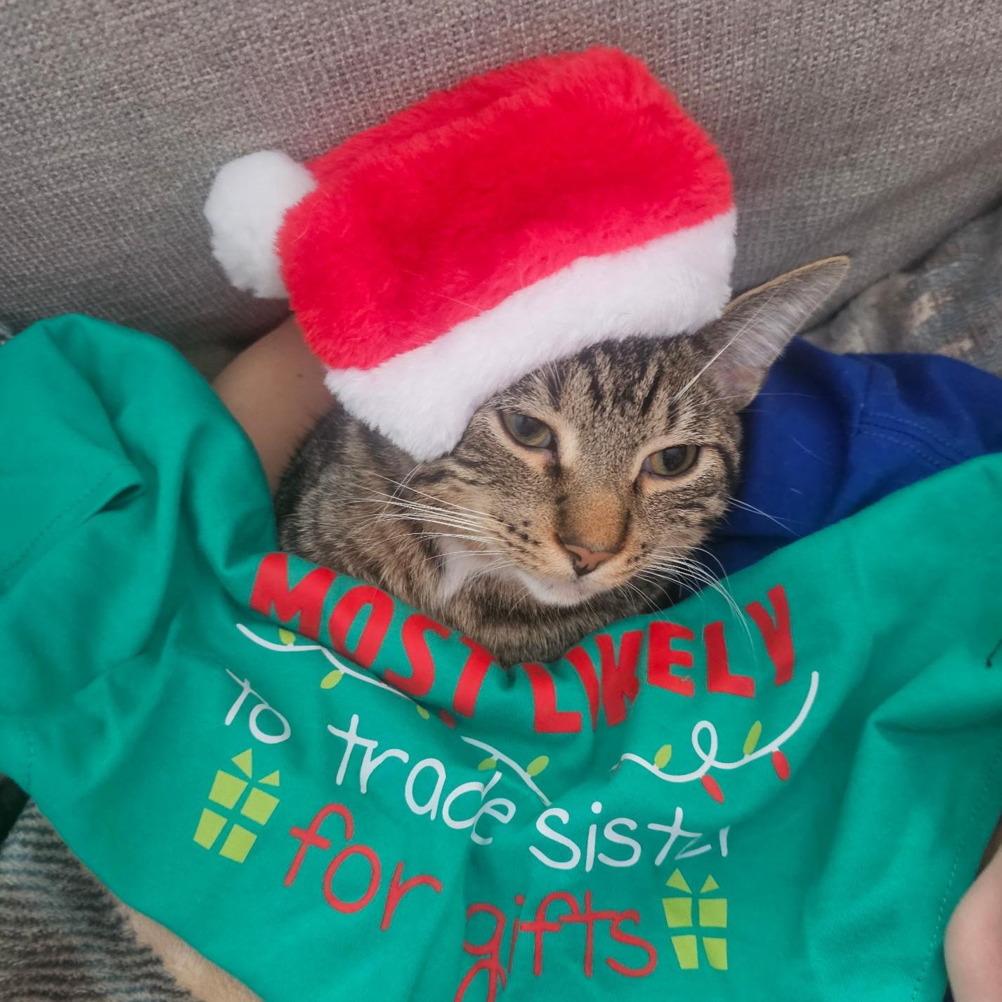 Cedar, Adoptable, Kitten Male Tabby & Domestic Short Hair.