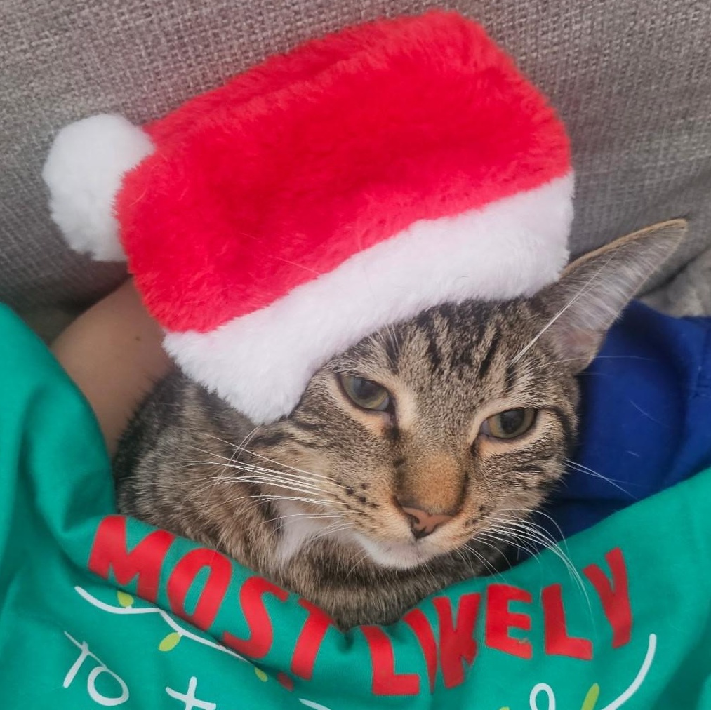 Enlarge Cedar, a Adoptable mixed breed in Lombard, IL image 5/6