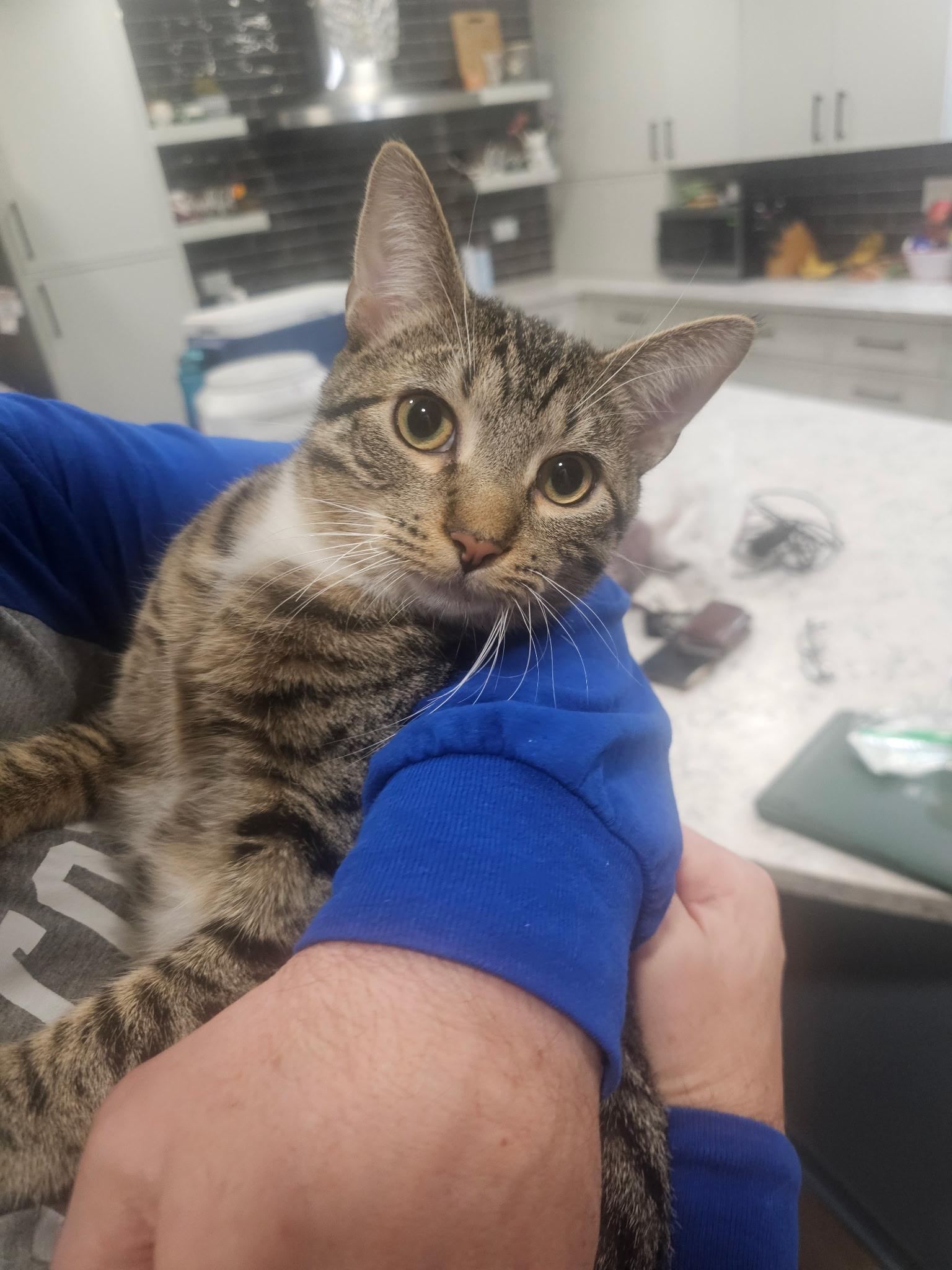 Enlarge Cedar, a Adoptable mixed breed in Lombard, IL image 2/6