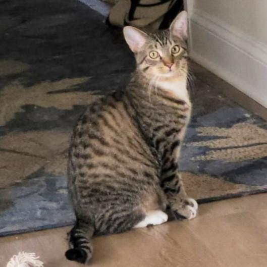 Enlarge Cedar, a Adoptable mixed breed in Lombard, IL image 1/6