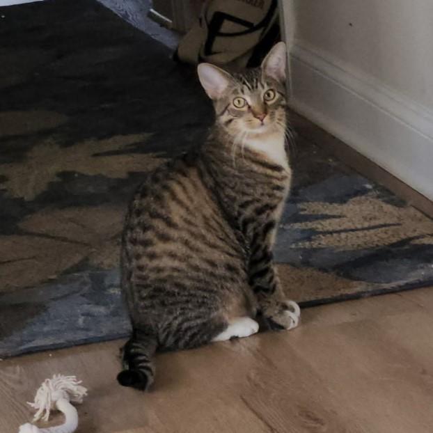 Enlarge Cedar, a Adoptable mixed breed in Lombard, IL image 3/6