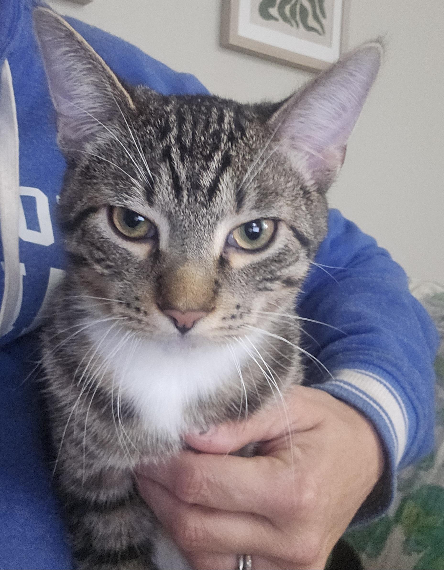 Enlarge Cedar, a Adoptable mixed breed in Lombard, IL image 4/6