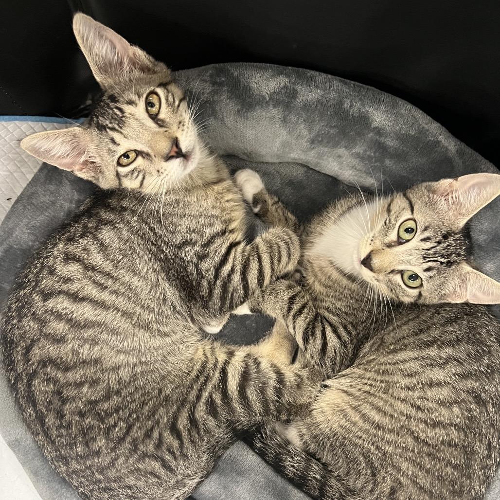 Sesame, Adoptable, Kitten Female Domestic Short Hair.