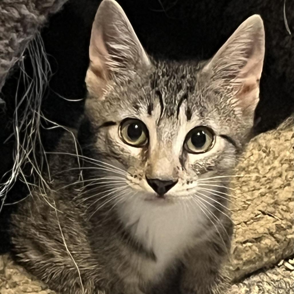 Enlarge Sesame, a Adoptable Domestic Short Hair in Oceanside, NY image 2/3